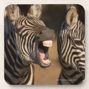 Eine Nahaufnahme eines Zebra, der seine Zähne Getränkeuntersetzer
