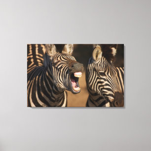 Eine Nahaufnahme eines Zebra, der seine Zähne Leinwanddruck