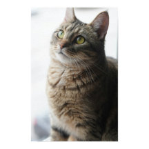 Eine Nahe Katze auf einem Fenster