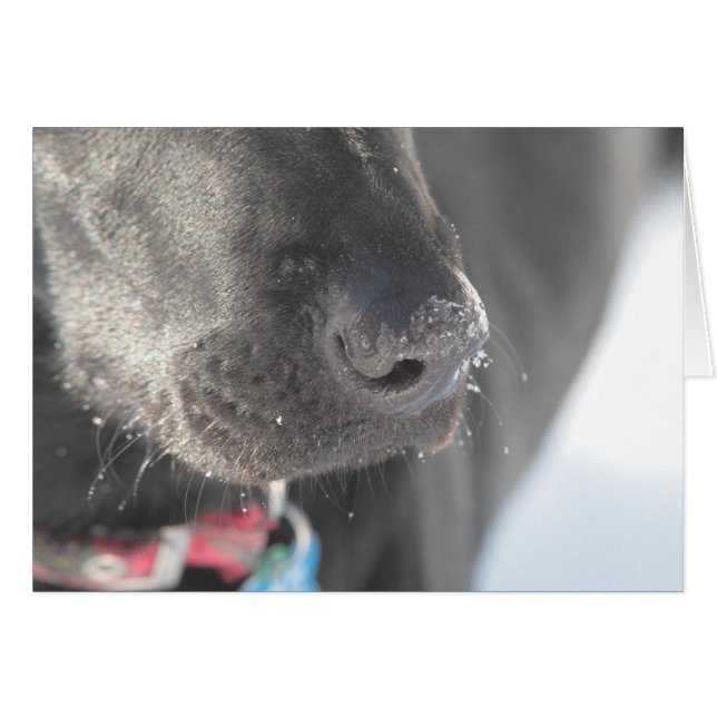 Eine Nase im Winter (Vorderseite (Horizontal))