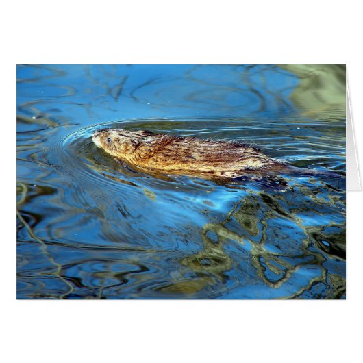 Eine neue Entenrasse (Vorderseite (Horizontal))