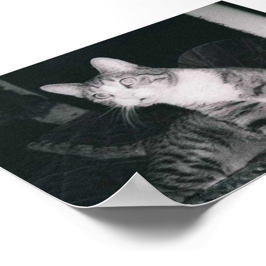 Eine neugierige Katze Poster (Ecke)