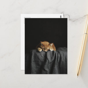 Eine niedliche schlafende Ingwerkatze auf Schwarz Postkarte