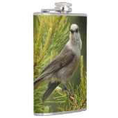 Eine Niedliche und neugierige graue Jay / Whiskeyj Flachmann (Rechts)