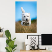 Eine Niedliche West Highland Terrier Welpe läuft Poster (Heimbüro)