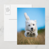 Eine Niedliche West Highland Terrier Welpe läuft Postkarte (Vorne/Hinten)