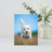 Eine Niedliche West Highland Terrier Welpe läuft Postkarte (Stehend Vorderseite)
