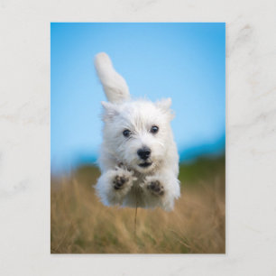 Eine Niedliche West Highland Terrier Welpe läuft Postkarte