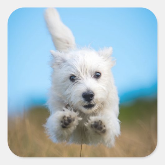 Eine Niedliche West Highland Terrier Welpe läuft Quadratischer Aufkleber (Vorderseite)
