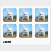 Eine Niedliche West Highland Terrier Welpe läuft Quadratischer Aufkleber (Blatt)