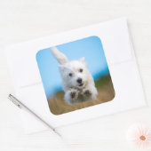 Eine Niedliche West Highland Terrier Welpe läuft Quadratischer Aufkleber (Umschlag)