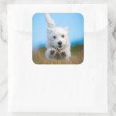 Eine Niedliche West Highland Terrier Welpe läuft Quadratischer Aufkleber (Tasche)