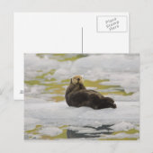 Eine Otter-Erholung auf einem kleinen Eisberg Postkarte (Vorne/Hinten)