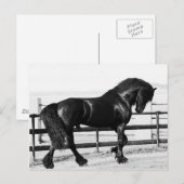Eine Pferde Demut Postkarte (Vorne/Hinten)