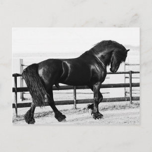 Eine Pferde Demut Postkarte