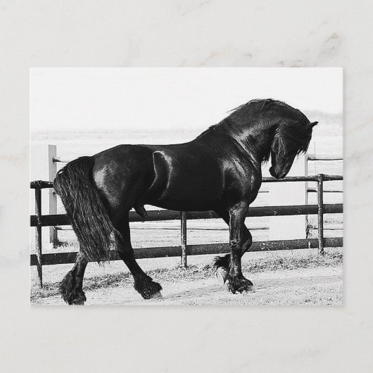 Eine Pferde Demut Postkarte (Vorderseite)