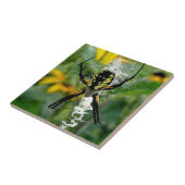 Eine Phantastische Foto-Orb-Spinne im Web Fliese (Seite)