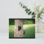 Eine Postkarte eines Paares gepileierter Spechte (Stehend Vorderseite)