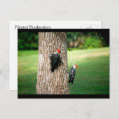 Eine Postkarte eines Paares gepileierter Spechte (Vorne/Hinten)