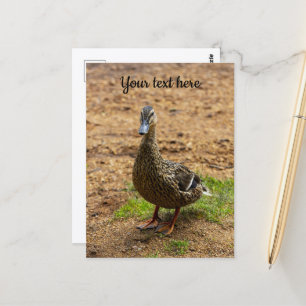 Eine Postkarte für die Mallard-Ente