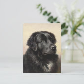 Eine Postkarte für Neufundland (Stehend Vorderseite)