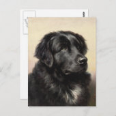 Eine Postkarte für Neufundland (Vorne/Hinten)