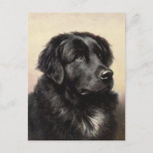 Eine Postkarte für Neufundland