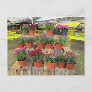 Eine Postkarte mit dem Titel "Mama for Sale"