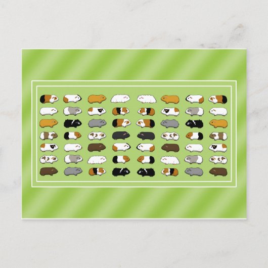 Eine Postkarte mit Meerschweinchen (Vorderseite)