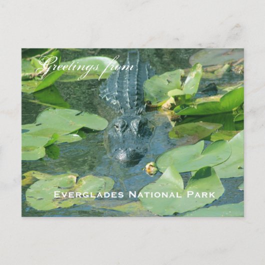 Eine Postkarte vom Everlages Nationalpark (Vorderseite)