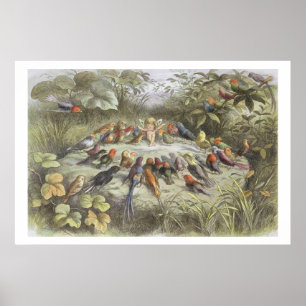 Eine Probe im feenhaften Land, Illustration von Poster