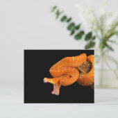 Eine Pythonschlange steht kurz davor, auszuschlage Postkarte (Stehend Vorderseite)