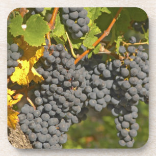 Eine Rebe mit reifen Merlot-Trauben - Chateau Getränkeuntersetzer