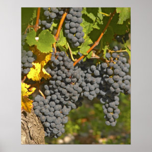 Eine Rebe mit reifen Merlot-Trauben - Chateau Poster