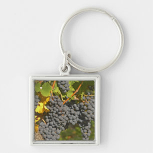 Eine Rebe mit reifen Merlot-Trauben - Chateau Schlüsselanhänger