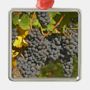 Eine Rebe mit reifen Merlot-Trauben - Chateau Silbernes Ornament