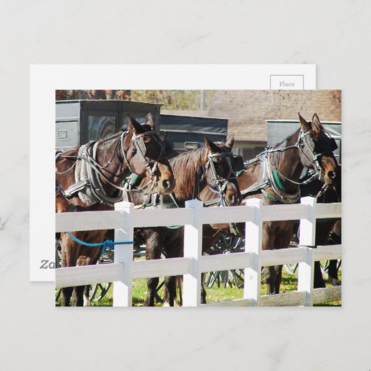 Eine Reihe amishischer Pferde in Kalona, Iowa Postkarte (Vorne/Hinten)