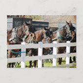 Eine Reihe amishischer Pferde in Kalona, Iowa Postkarte (Vorderseite)