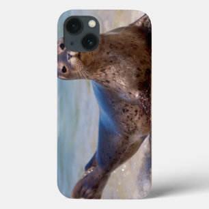 Eine Robbe an einem Strand entlang der Pazifikküst iPhone 13 Hülle
