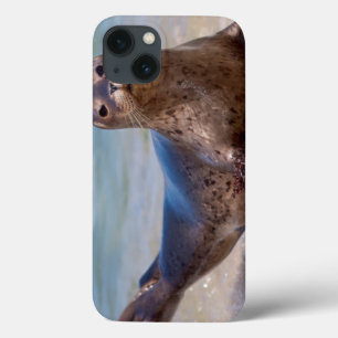 Eine Robbe an einem Strand entlang der Pazifikküst Case-Mate iPhone Hülle