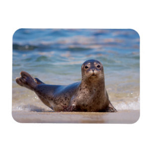 Eine Robbe an einem Strand entlang der Pazifikküst Magnet