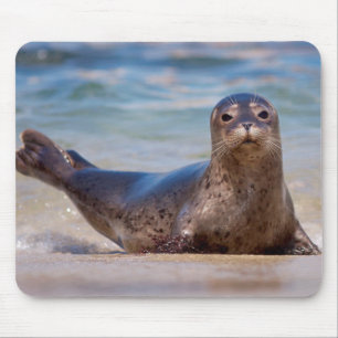 Eine Robbe an einem Strand entlang der Pazifikküst Mousepad