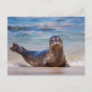 Eine Robbe an einem Strand entlang der Pazifikküst Postkarte