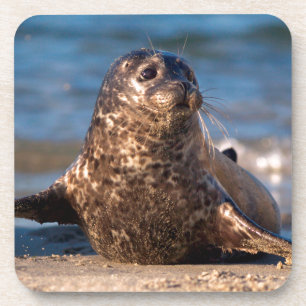 Eine Robbenbabys kommt im Children's Pool an Land Untersetzer