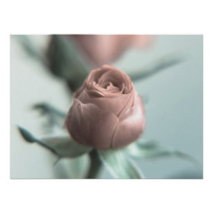 Eine rosa Rose für deinen Liebsten... Poster