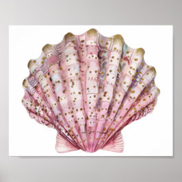 Eine rosa wirbellose Meeresmuschel Poster