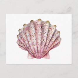 Eine rosa wirbellose Meeresmuschel Postkarte