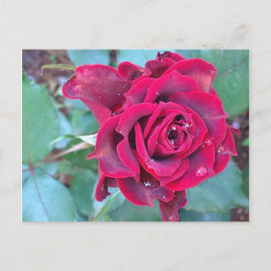 Eine Rose auf der Postkarte von Kenia