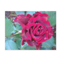 Eine Rose auf der Postkarte von Kenia