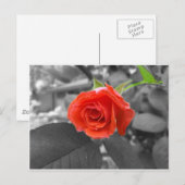 Eine Rose der Hoffnung Postkarte (Vorne/Hinten)